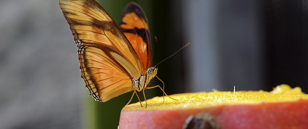 A borboleta Dryas julia é uma das quatro espécies que o visitante encontra no borboletário. (Foto: Peter Ilicciev)